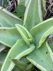 Pinguicula lutea
