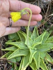 Pinguicula lutea