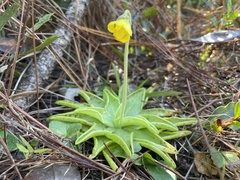Pinguicula lutea