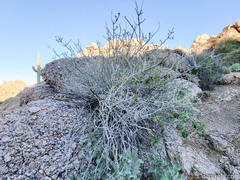 Justicia californica