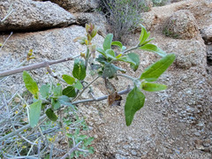 Justicia californica