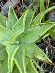 Pinguicula lutea