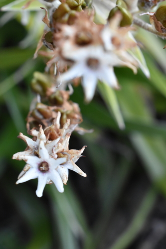 Milligania densiflora, photograph 2