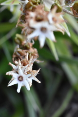 Milligania densiflora
