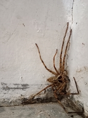 Heteropoda venatoria