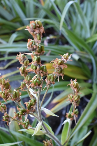 Milligania densiflora, photograph 3
