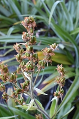 Milligania densiflora