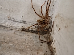Heteropoda venatoria