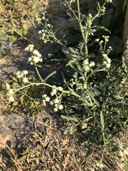 Parthenium bipinnatifidum