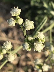 Parthenium bipinnatifidum