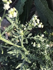 Parthenium bipinnatifidum