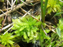 Sphagnum cuspidatum