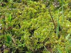 Sphagnum cuspidatum