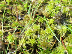 Sphagnum cuspidatum