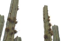 Lophocereus marginatus