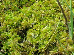 Sphagnum cuspidatum
