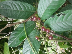Siparunaceae