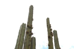 Lophocereus marginatus