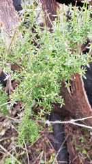 Galium porrigens