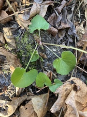 Viola floridana