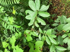 Siparunaceae
