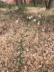 Lepidium latifolium