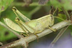 Schistocerca impleta