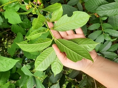 Siparunaceae