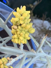 Koeberlinia spinosa