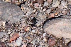 Corinnoidea
