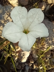Petunia axillaris