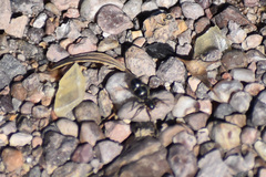 Corinnoidea