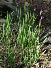 Allium brevistylum