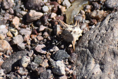 Corinnoidea