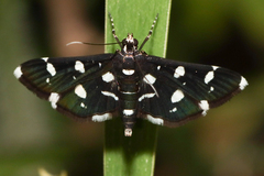 Bocchoris inspersalis