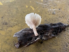 Singerocybe clitocyboides