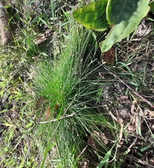 Eleocharis