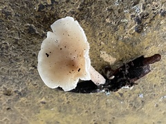 Singerocybe clitocyboides