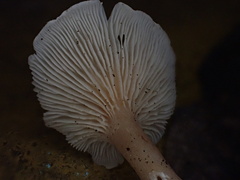 Singerocybe clitocyboides