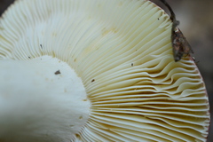 Russula atropurpurea