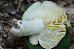 Russula atropurpurea