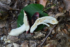 Russula atropurpurea