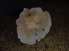 Singerocybe clitocyboides