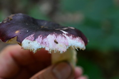 Russula atropurpurea