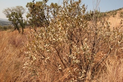 Ozoroa paniculosa paniculosa