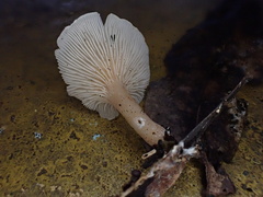 Singerocybe clitocyboides
