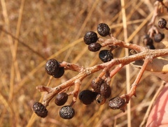 Ozoroa paniculosa paniculosa