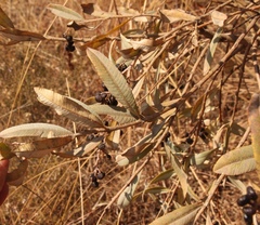 Ozoroa paniculosa paniculosa