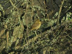 Sporophila caerulescens