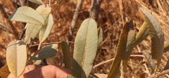Ozoroa paniculosa paniculosa